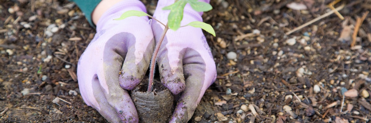 From Seed to Harvest: Understanding the Life Cycle of Your Garden Plants