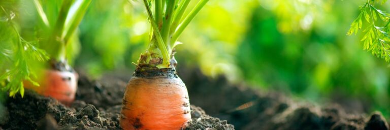 Growing Your Own Food: The Benefits and Joys of Starting a Vegetable Garden